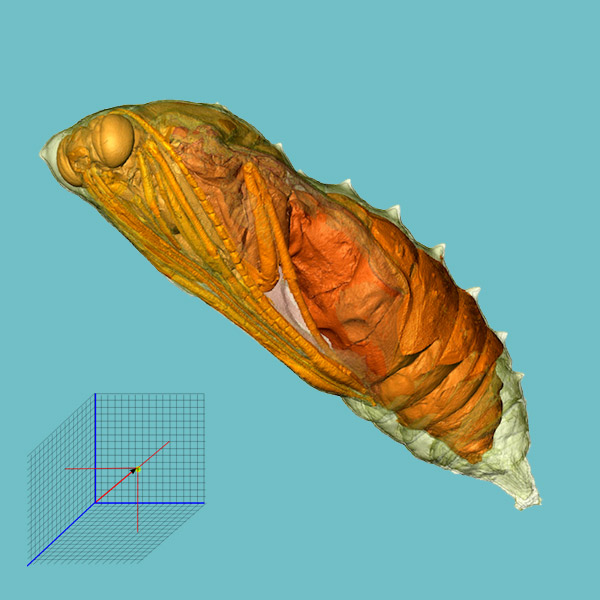 бабочка, 3D, британские ученые, Превращения дневной бабочки запечатлены в 3D