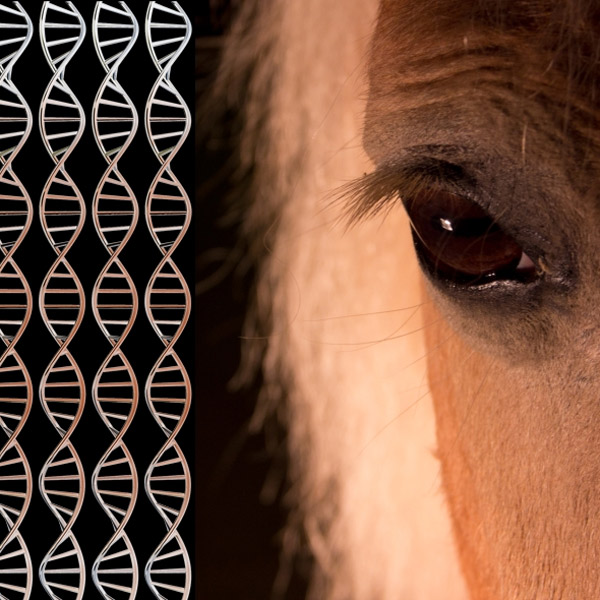 ДНК, геном, археология, окаменелости, В ДНК 700 000-летней лошади обнаружен древнейший геном