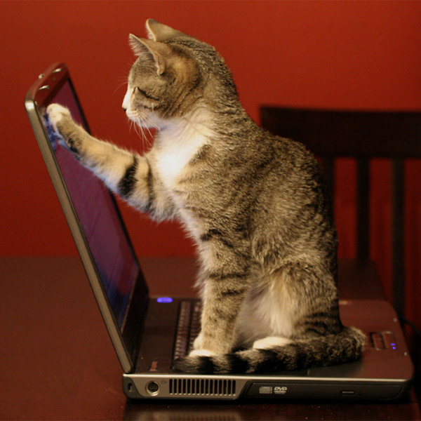 Dell, ноутбуки, неисправности, Ваш ноутбук пахнет кошачьей мочой? Вы не одиноки