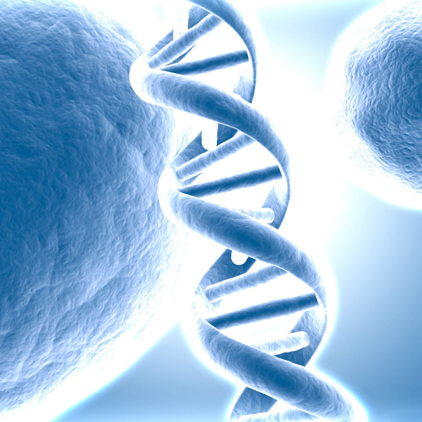 ДНК,геном,мозг, Быстро видоизменяющиеся последовательности ДНК формируют раннее развитие