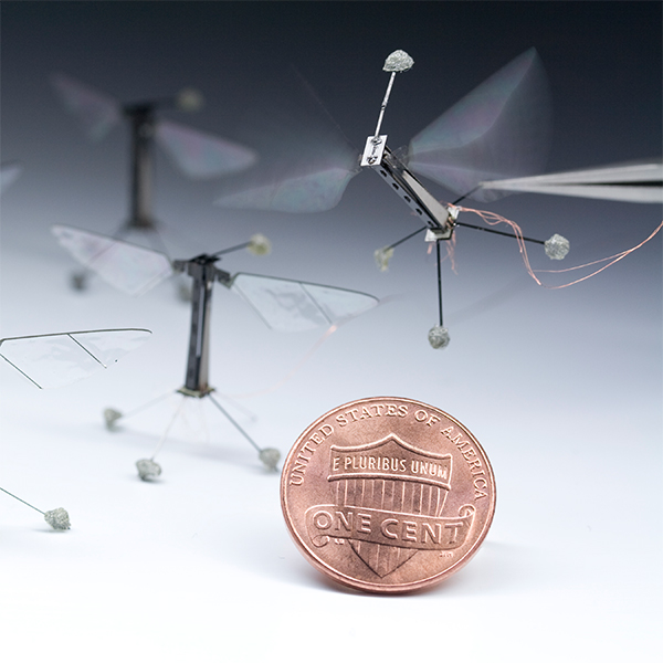 робот, RoboBee, дрон, Роботы-насекомые RoboBee совершают первые управляемые полеты