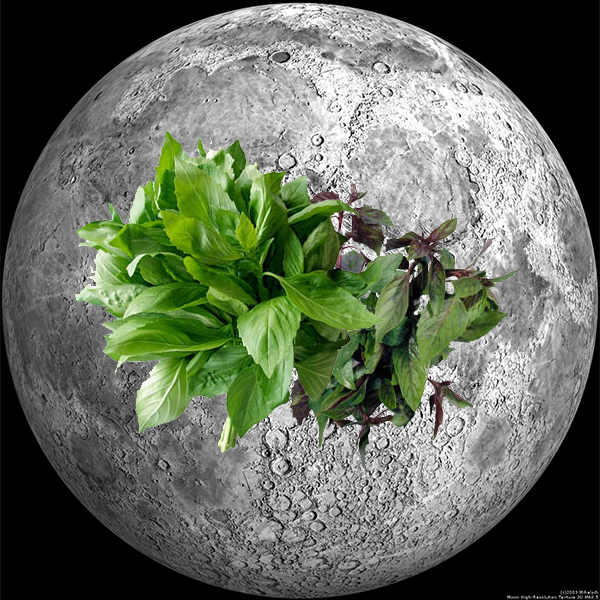 NASA, Луна, биология, В 2015 году NASA планирует получить на Луне всходы репы и базилика