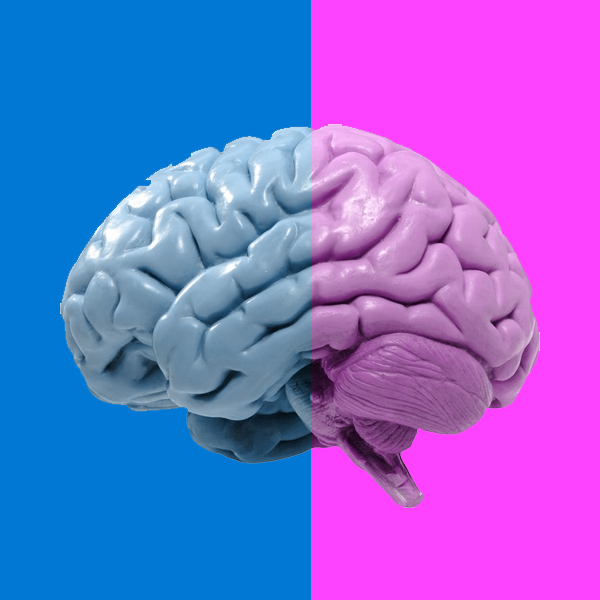 мужчина, женщина, мозг, исследование, Найдено еще одно отличие в работе мужского и женского мозга