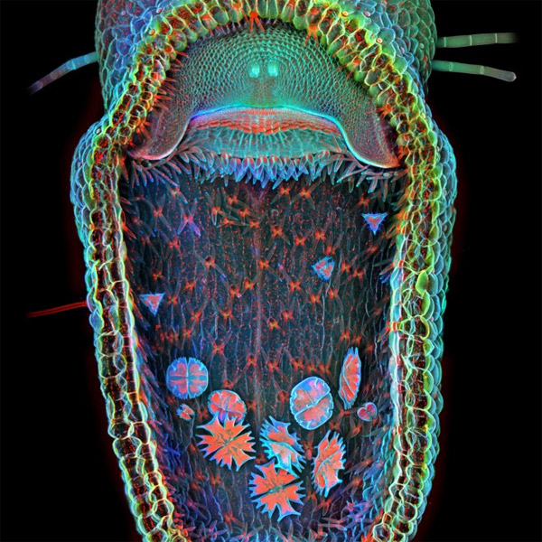 микрофотография,биология, Необычные микроскопические фотографии «маленьких прелестей»