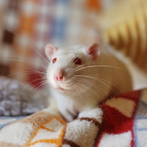 ген,геном,старение,ДНК, Ученые смогли повернуть старость вспять и омолодили мышей