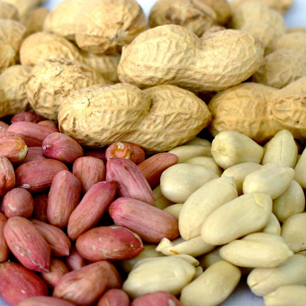 iPhone, Исследование аллергии на арахис дает надежду на выздоровление