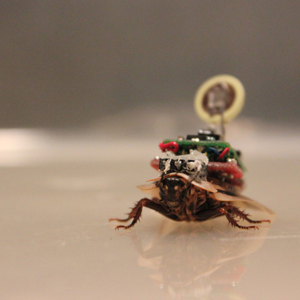 RoboRoach,таракан, Наступает эра управляемых тараканов-шпионов