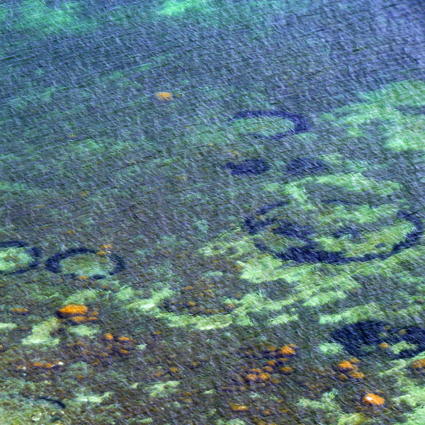 биология,флора, Биологи разгадали загадку подводных кругов у берегов Дании