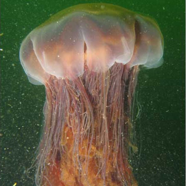 медуза,фауна, Огромную медузу выбросило на берег Австралии 