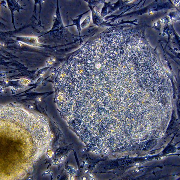 клетка, стволовые клетки, регенерация, Новое исследование стволовых клеток снимает зависимость от клеток человека и животных