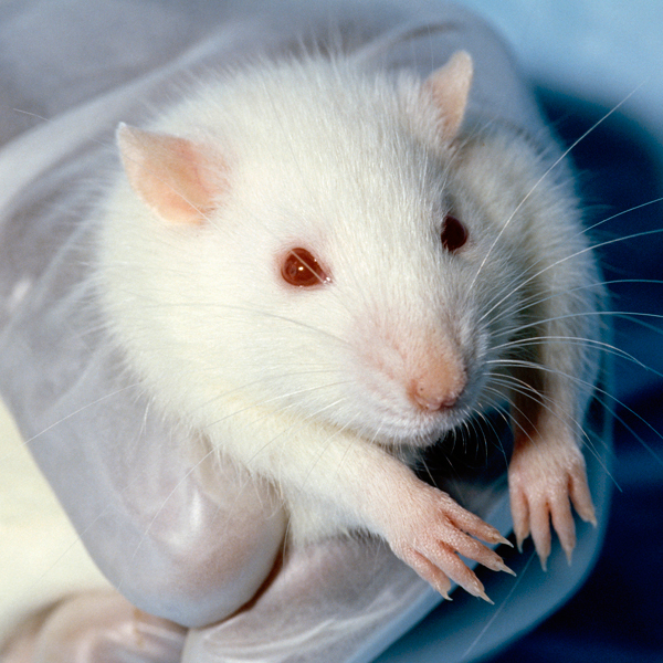 эксперимент, мышь, этика, Эксперименты над животными и научная этика