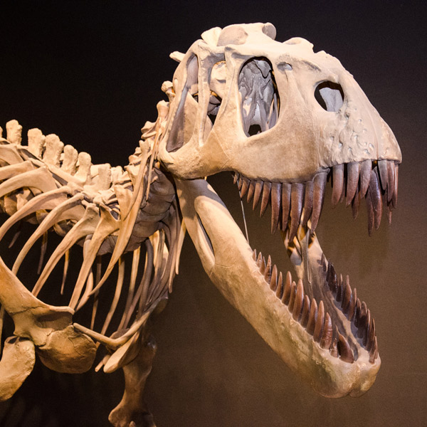ВИЧ, медицина, Обнаружен новый вид пятитонного хищного динозавра