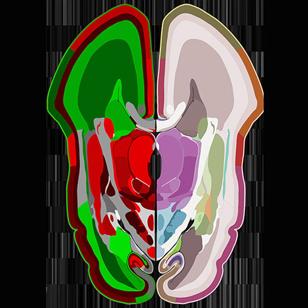 мозг, Беспрецедентная карта развивающегося мозга