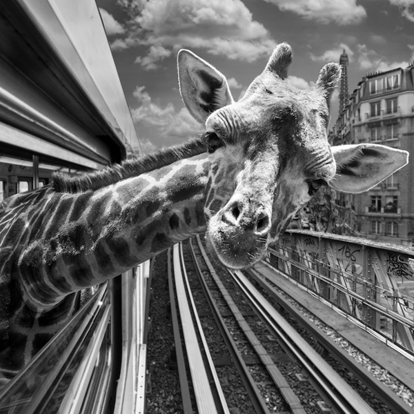 метро, фотосессия, креатив, Очаровательная фотосессия животных в парижском метро 