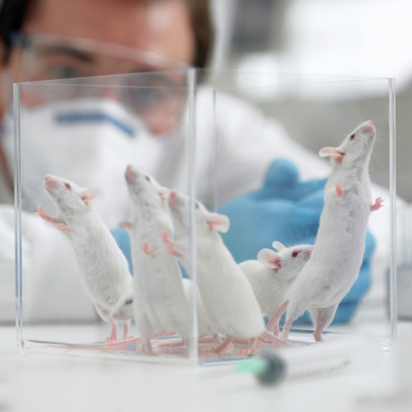 исследование,мышь,гормоны, Ученые-мужчины вызывают у мышей стресс