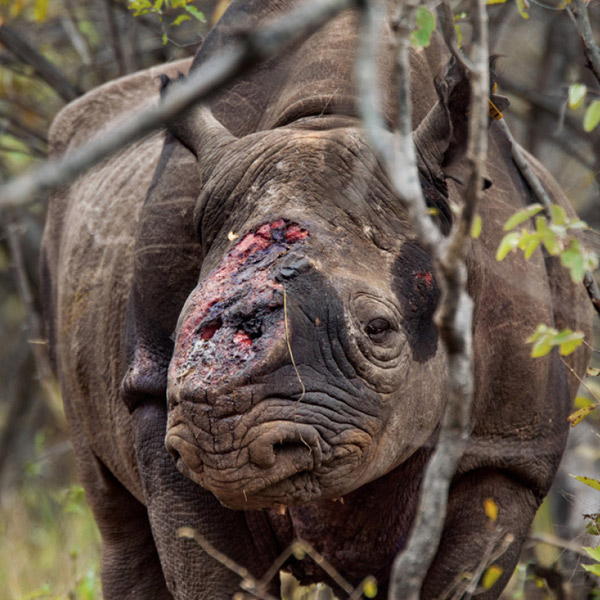 Instagram, браконьерство, Геолокационные фотографии помогают браконьерам находить тигров и носорогов 