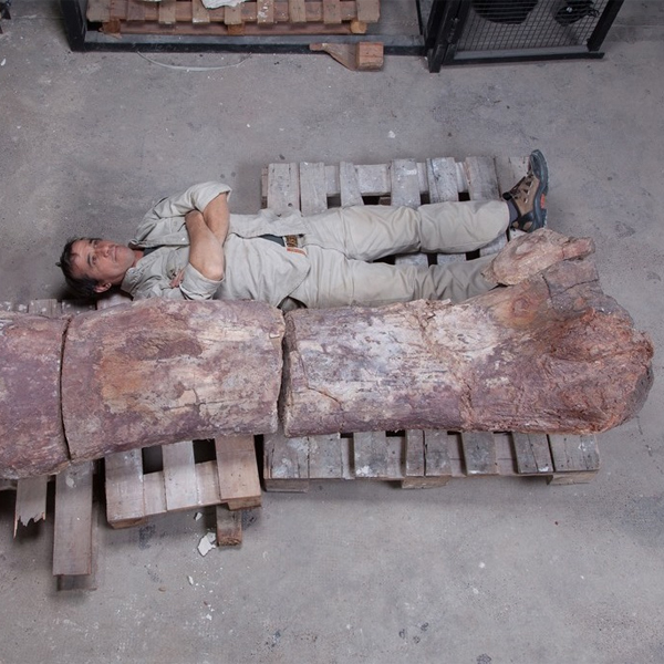Динозавр, Аргентинозавр, Найден скелет самого большого динозавра