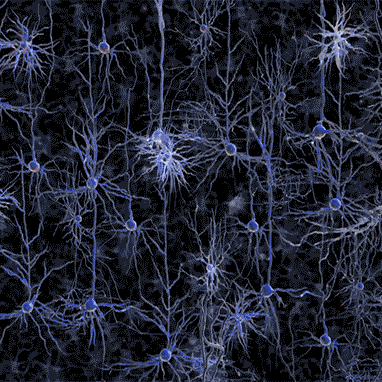 мозг,нейрон,MIT,3D, 3D-фильм о происходящем в вашем мозге