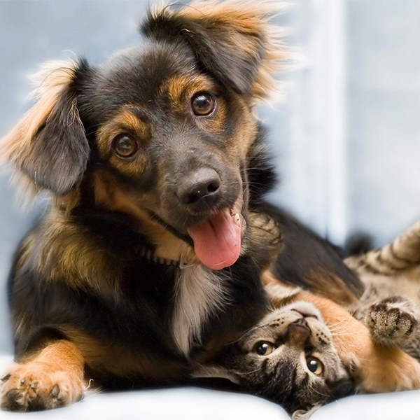 Кошки, собаки, исследование, Владельцы кошек умнее владельцев собак